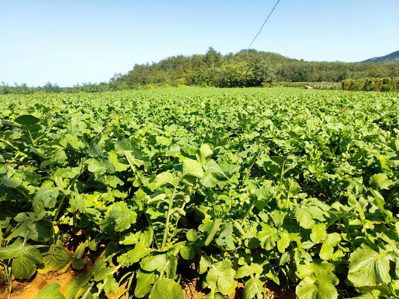 ScreenShot_2025-10-24_095517_461.jpg ScreenShot_2025-10-24_095517_461.jpg