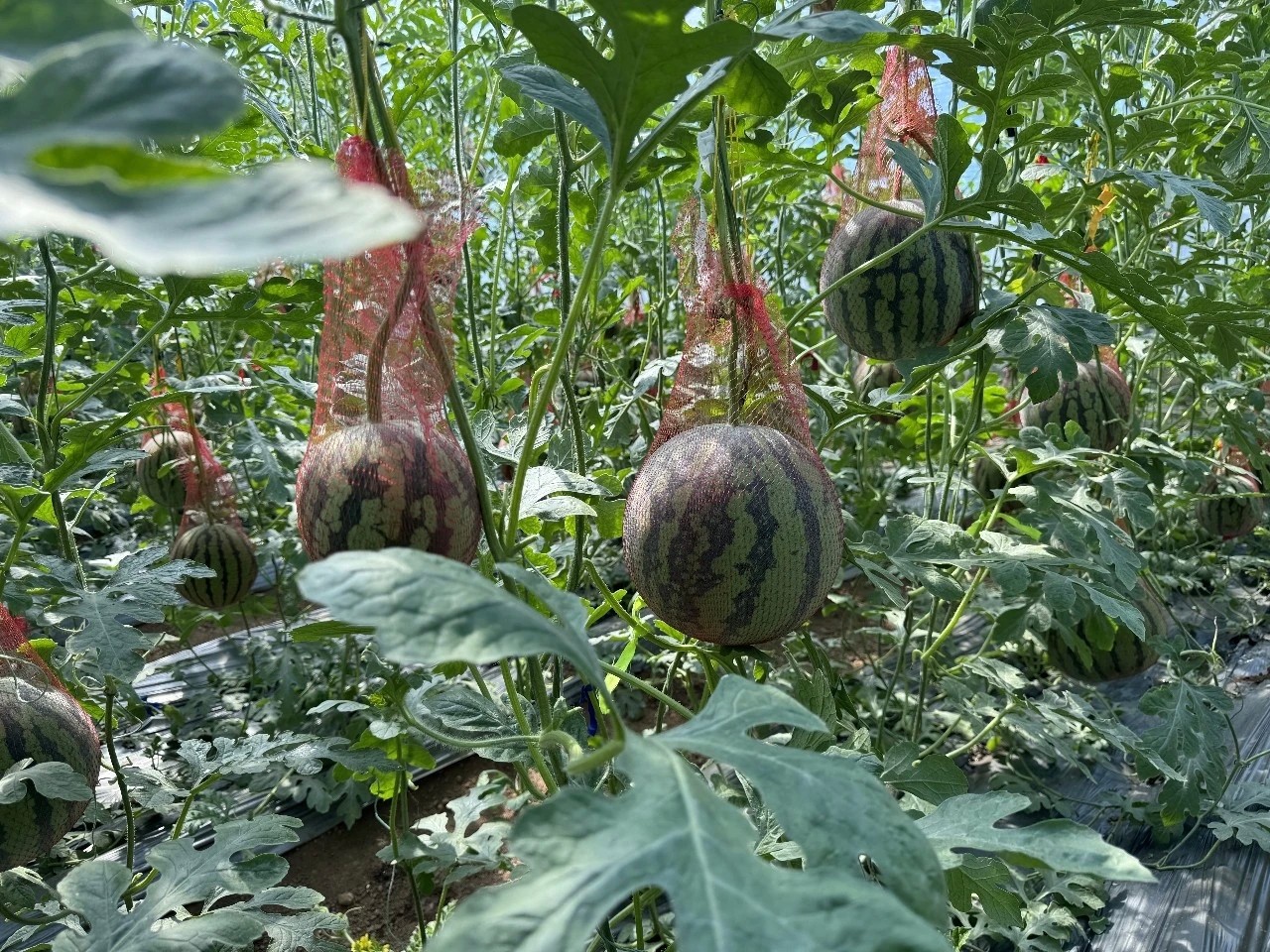 微信图片_20260601154437_120_2.jpg 微信图片_20260601154437_120_2.jpg